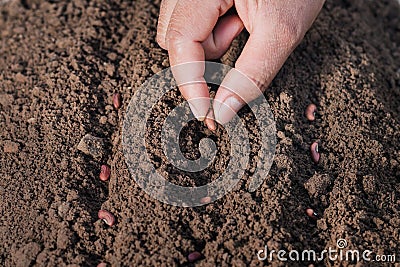 farmer hand planting bean of marrow in the vegetable Stock Photo