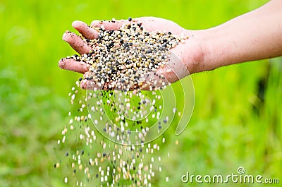 Farmer hand pouring plant chemical fertilizer Stock Photo
