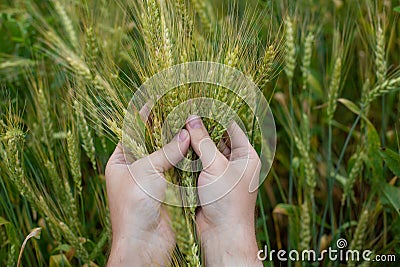 Farmer hands clutching wheat ears close-up, two hands hugging ripe ears Stock Photo