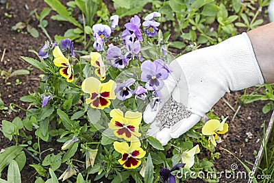 Farmer hands in gloves giving chemical fertilizer to flowers. fertilize organic garden Stock Photo