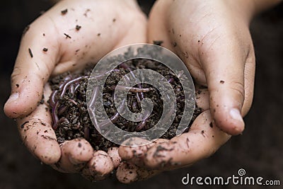 Farmer hands holding Fertile soil and earthworms Stock Photo