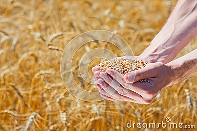 Farmer hands holding ripe wheat corns Stock Photo