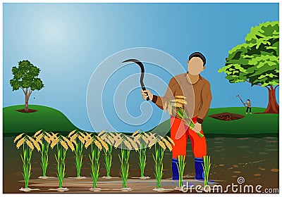 Farmer harvest rice Stock Photo