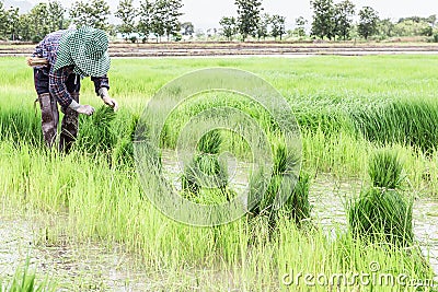 Farmer harvest rice sprouts. Stock Photo