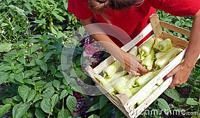 Farmer harvested peppers vegetable in a greenhouse Stock Photo