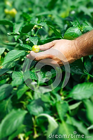 Farmer harvested ripe peppers in a greenhouse Stock Photo