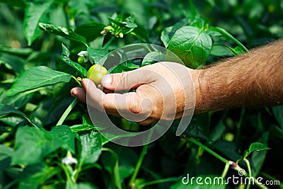 Farmer harvested ripe peppers in a greenhouse Stock Photo