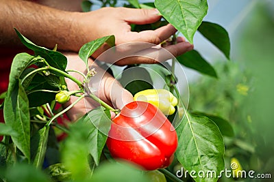 Farmer harvested ripe peppers in a greenhouse Stock Photo