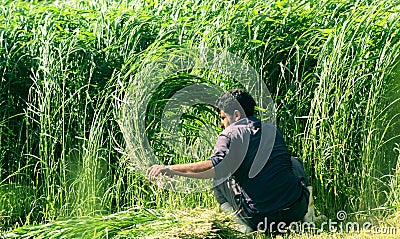 Farmer harvesting the crop in egypt Editorial Stock Photo