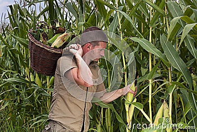 Farmer harvesting maize Stock Photo