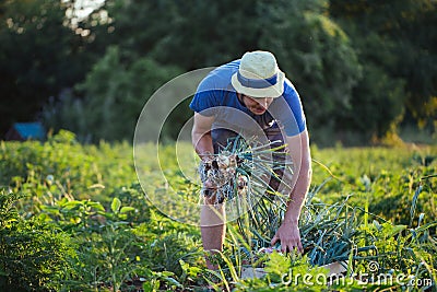 Farmer harvesting onion on the field Stock Photo