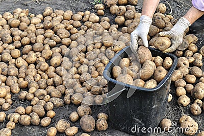 Farmer harvesting organic potatoes Stock Photo