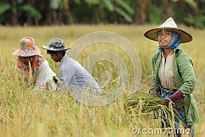 Farmer harvesting rice Stock Photo