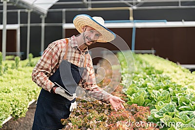 Farmer harvesting vegetable from hydroponics farm. Organic fresh vegetable, Farmer working with hydroponic vegetables Stock Photo