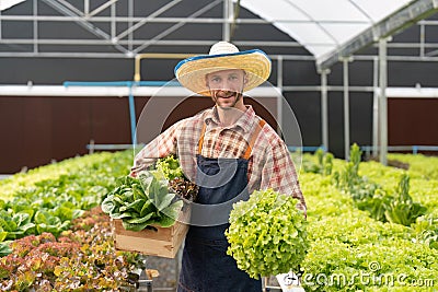 Farmer harvesting vegetable from hydroponics farm. Organic fresh vegetable, Farmer working with hydroponic vegetables Stock Photo