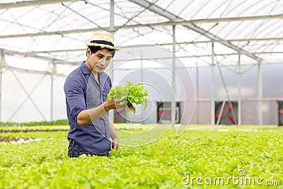 A farmer harvests veggies from a hydroponics garden. organic fresh grown vegetables and farmers laboring in a greenhouse with a Stock Photo