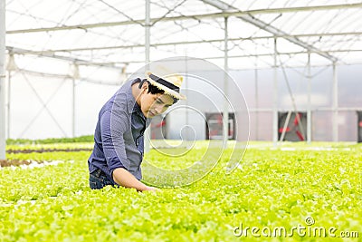 A farmer harvests veggies from a hydroponics garden. organic fresh grown vegetables and farmers laboring in a greenhouse with a Stock Photo