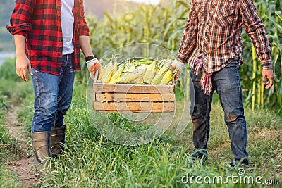 The farmer helped to raise the crates containing sweet corn harvested in the corn fields. Farmers harvest sweet corn in the corn Stock Photo