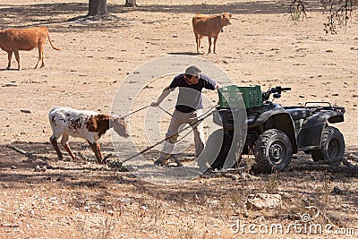 A farmer with his cows in Alentejo, Portugal Editorial Stock Photo