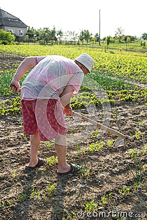 Farmer hoeing vegetable garden Stock Photo