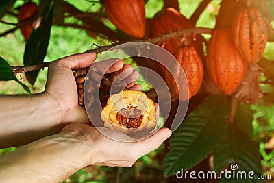 Farmer hold cacao seeds Stock Photo