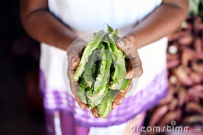 Farmer Hold Fresh Green Psophocarpus Pods in Hand Stock Photo