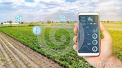 Farmer hold a smartphone on a background of a field with a pepper plantations. Agricultural startup. Automation and crop quality Stock Photo