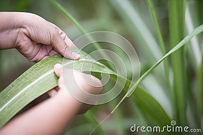 A farmer hold the sugarcane leaf in the sugarcane field Stock Photo