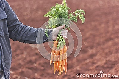 Farmer holding a bunch of carrots Stock Photo