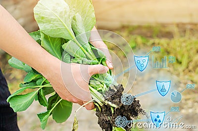 Farmer is holding cabbage seedlings ready for planting in the field. farming, agriculture, vegetables, agroindustry. Innovations. Stock Photo