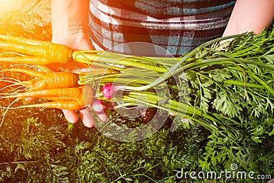 Farmer holding a crop of carrots and onions Stock Photo