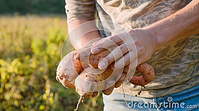 Farmer holding fresh crop of sweet potato in hands and inspecting it, close-up Stock Photo