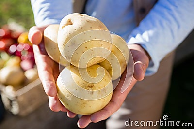 Farmer holding fresh potatoes Stock Photo