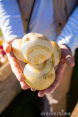 Farmer holding fresh potatoes Stock Photo