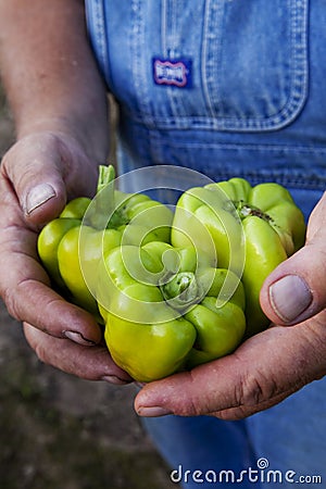 Farmer holding green peppers Stock Photo