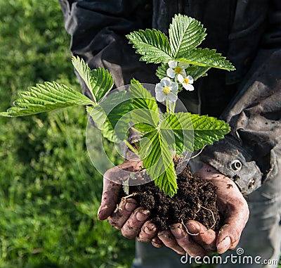 Farmer holding green young plant Stock Photo