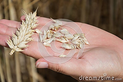 Farmer holding in hands ear and grains of wheat Triticum on field. Woman holds golden wheats spikelets Stock Photo