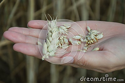 Farmer holding in hands ear and grains of wheat Triticum on field. Woman holds golden wheats spikelets Stock Photo