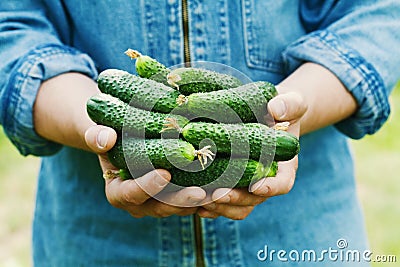 Farmer holding in hands the harvest of cucumbers in the garden. Natural and organic vegetables. Farming. Stock Photo