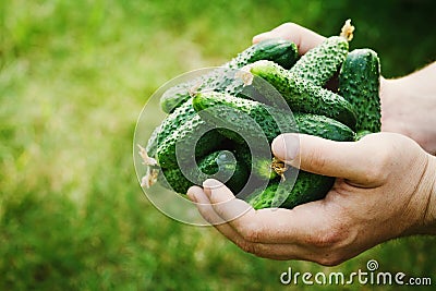 Farmer holding in hands the harvest of green cucumbers in the garden. Natural and organic vegetables. Farming. Stock Photo