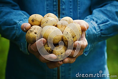 Farmer holding in hands the harvest of potatoes in the garden. Organic vegetables. Farming. Stock Photo