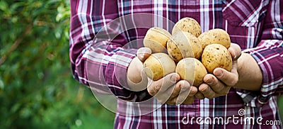 Farmer holding in hands potatoes products on green nature background. Organic farming. Banner format with copy space Stock Photo
