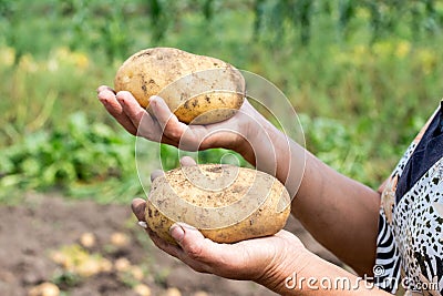 A farmer holding a large potatoes in his hands. A good crop Stock Photo