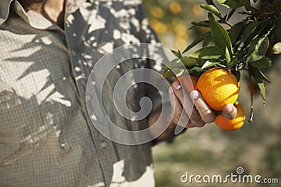 Farmer Holding Oranges In Farm Stock Photo