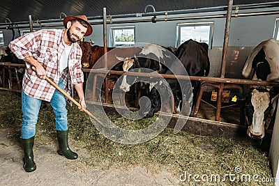 Man with pitchfork feeding cows Stock Photo