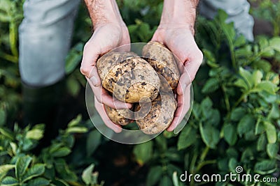 Farmer holding potatoes in field Stock Photo