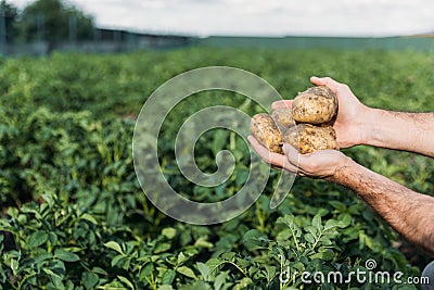 Farmer holding potatoes in field Stock Photo