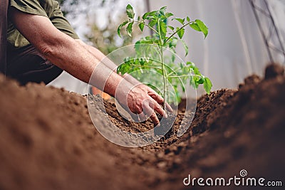 Farmer holding tomato plant in greenhouse, homegrown organic vegetables Stock Photo