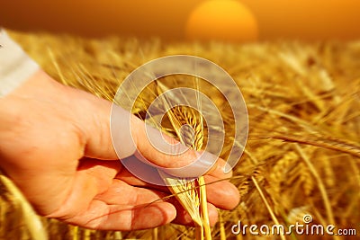 Farmer holding wheat at sunrise Stock Photo