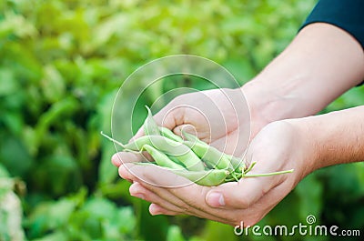 Farmer holds fresh beans in hands. french beans. harvest on the field. farming. Agriculture food production. Stock Photo